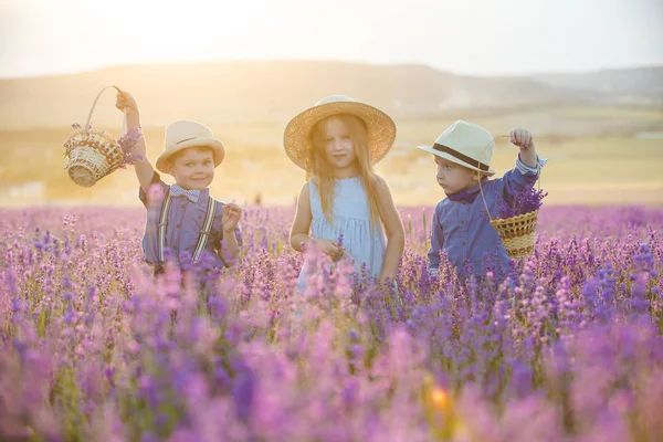 Sister Two Brothers Walking Lavender Field — Stock Photo, Image