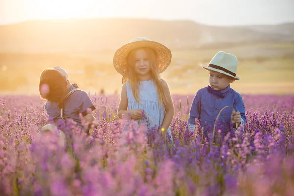 Zuster Met Twee Broers Lopend Lavendelveld — Stockfoto