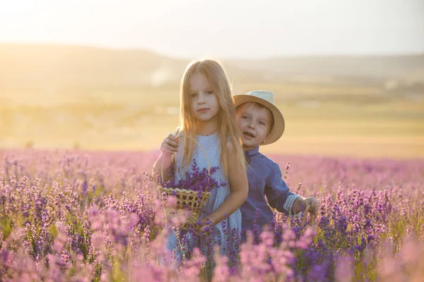 小さな女の子ショーバスケットでラベンダーの花 — ストック写真