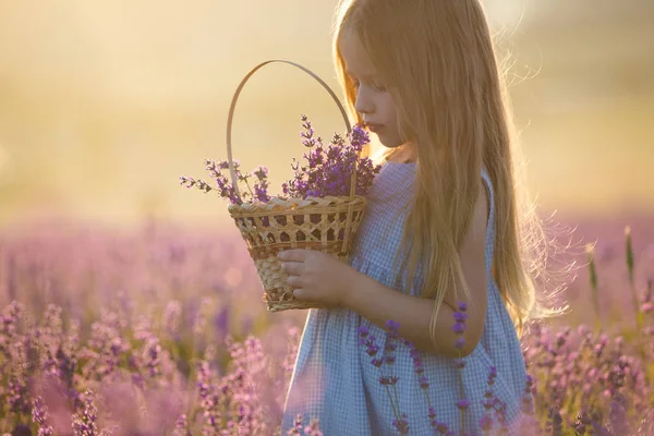 Una Linda Niña Con Una Cesta Campo Lavanda —  Fotos de Stock