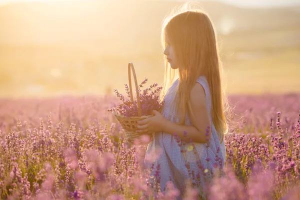 一个可爱的小女孩 提着篮子在薰衣草地里 — 图库照片