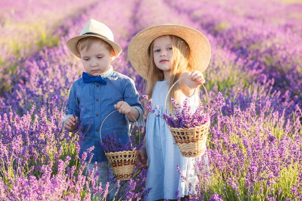 Sister Brother Walking Lavender Field — Stock Photo, Image