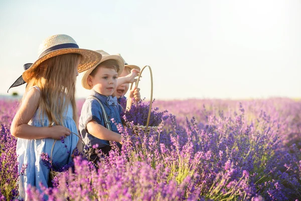 Irmã Com Dois Irmãos Caminhando Campo Lavanda — Fotografia de Stock