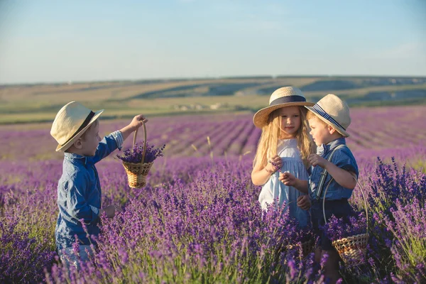 Irmã Com Dois Irmãos Caminhando Campo Lavanda — Fotografia de Stock