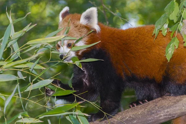 Κόκκινο ή μικρότερου panda — Φωτογραφία Αρχείου
