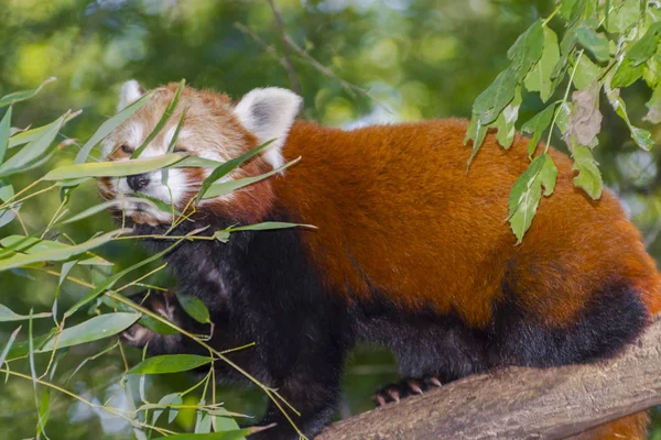 Roter oder Kleiner Panda — Stockfoto