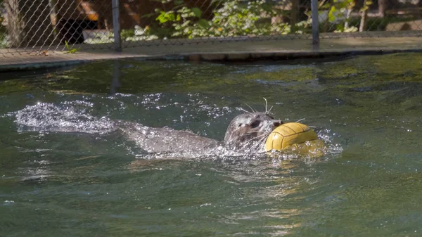 Морской котик, плавающий с мячом — стоковое фото
