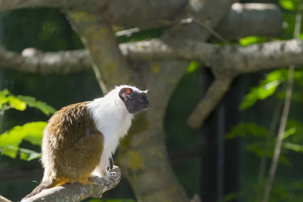 Tamarin Brasileiro Saguinus Bicolor Uma Árvore — Fotografia de Stock