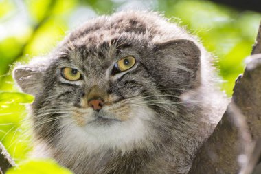 Pallas 'ın kedisi - Otocolobus manul - bir ağacın üzerinde portre