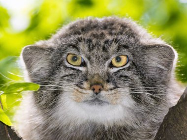 Pallas 'ın kedisi - Otocolobus manul - bir ağacın üzerinde portre