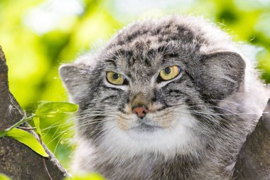 Pallas 'ın kedisi - Otocolobus manul - bir ağacın üzerinde portre