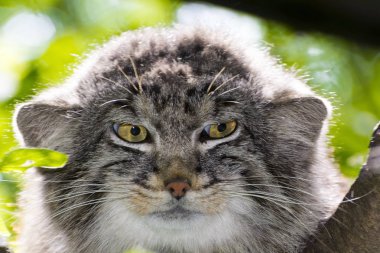 Pallas 'ın kedisi - Otocolobus manul - bir ağacın üzerinde portre