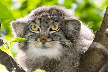 Manul yüz 