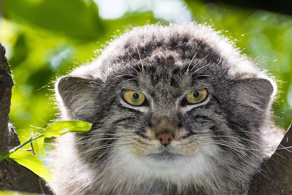 Pallas 'ın kedisi - Otocolobus manul - bir ağacın üzerinde portre