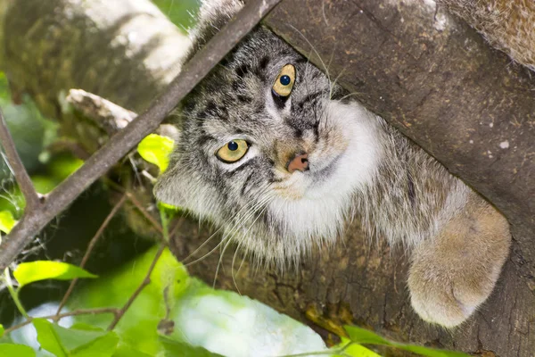 Il volto manul — Foto Stock