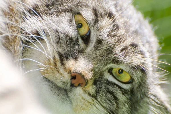 Het Manul gezicht — Stockfoto