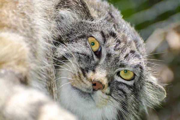 Manul обличчя — стокове фото