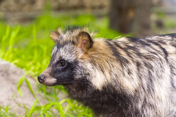 Raccoon dog or mangut — Stock Photo, Image