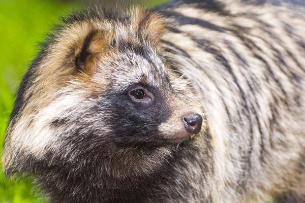 Raccoon dog or mangut — Stock Photo, Image