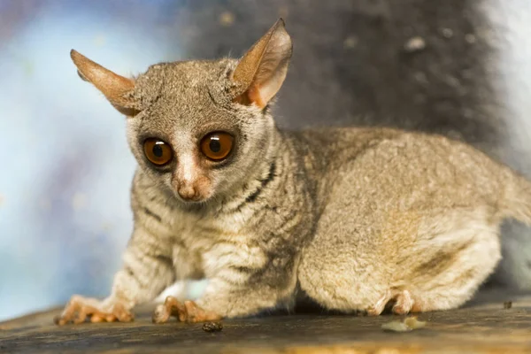 Σενεγάλη bushbaby ή γαλάγος — Φωτογραφία Αρχείου