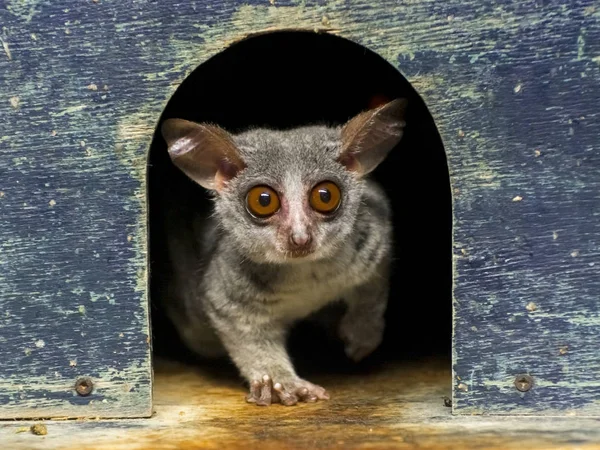 Senegal bushbaby ou galago — Fotografia de Stock