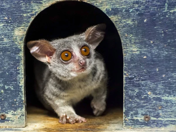 Senegal bushbaby ou galago — Fotografia de Stock