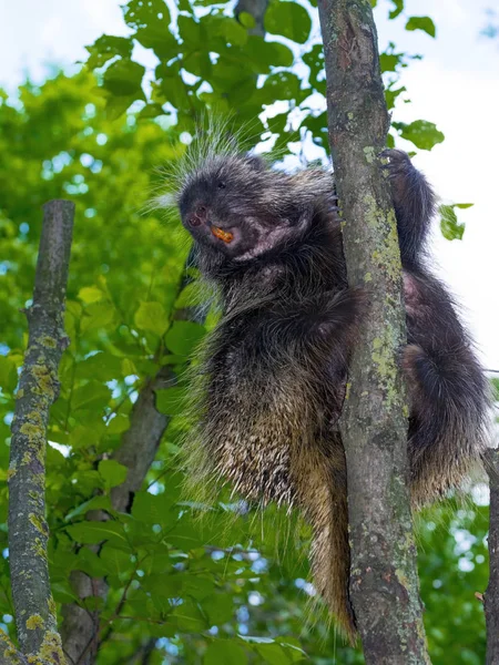 Tree Porcupine Climb — Stock Photo, Image