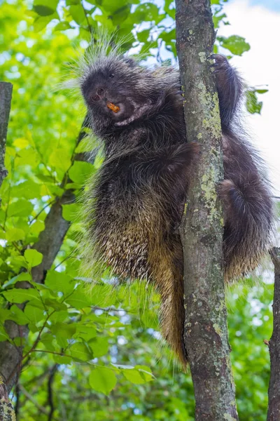 Trepar árbol puercoespín — Foto de Stock