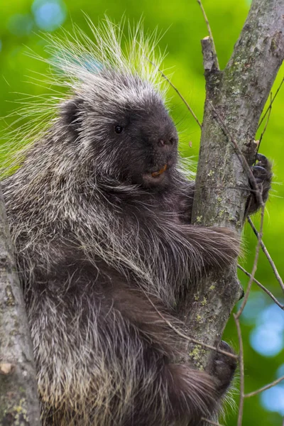 Trepar árbol puercoespín — Foto de Stock