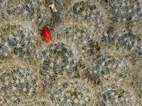 Cacto del pezón de Texas — Foto de Stock