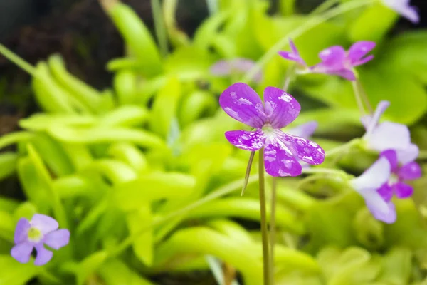 Pinguicula de carnicorosa — Fotografia de Stock