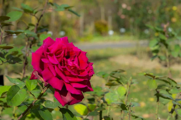 Rote Rose im Garten — Stockfoto