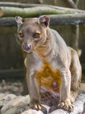Madagaskar Fossa