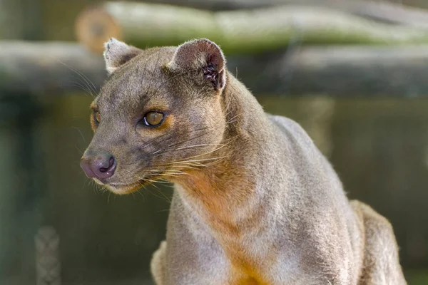 Madagaskar Fossa — Stok fotoğraf