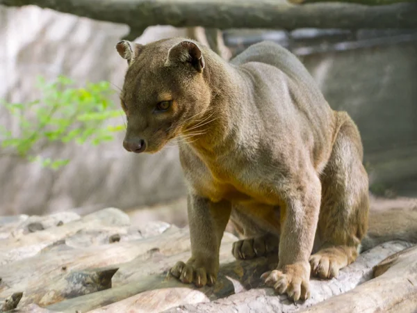 Die madagassische fossa — Stockfoto