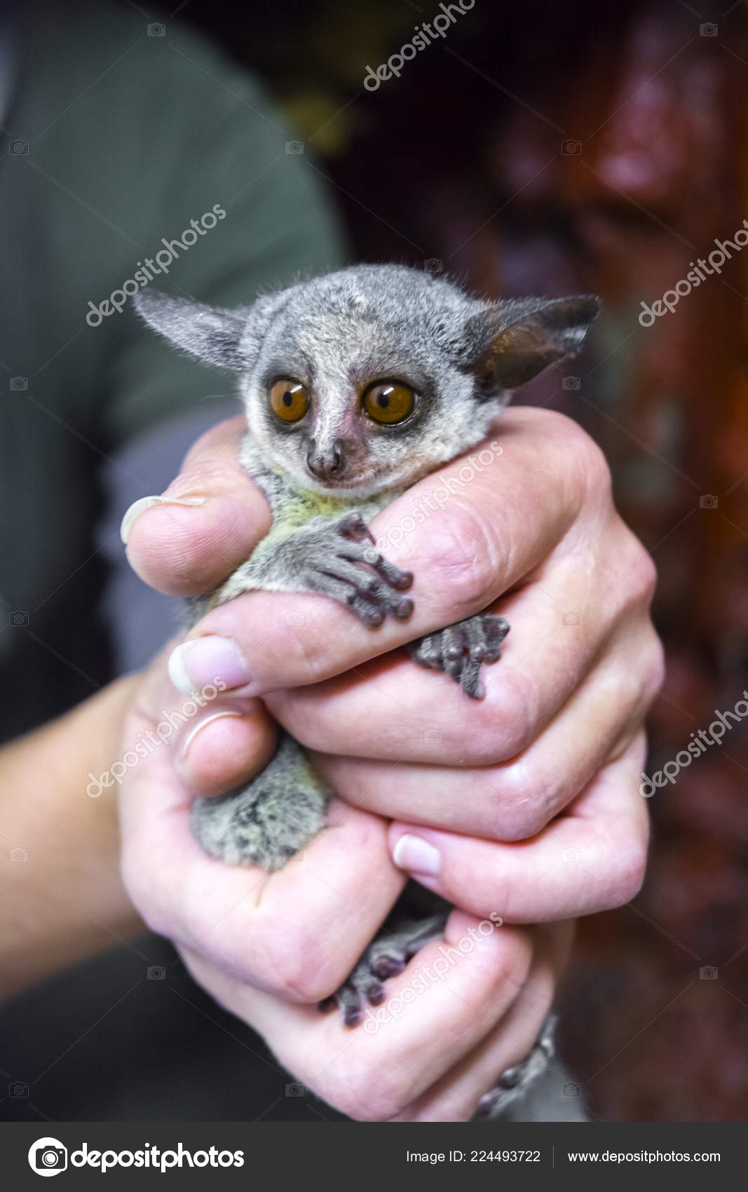 Senegal bushbaby in hand — Stock Photo © belizar #224493722