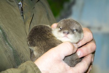 Dwarf otter baby in hand clipart