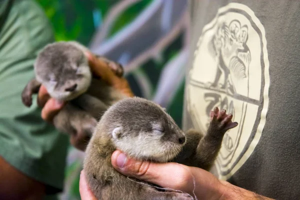 Dwerg otter baby in hand — Stockfoto