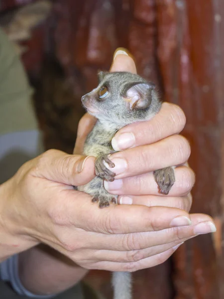 Senegal bushbaby in hand — Stockfoto