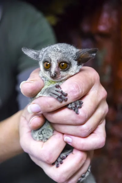 Senegal bushbaby en la mano —  Fotos de Stock