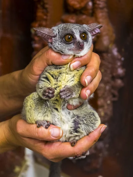 Senegal bushbaby en la mano — Foto de Stock