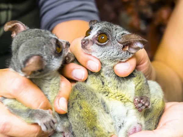 Senegal bushbaby na mão — Fotografia de Stock