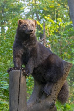 Avrupa wolverine (Gulo gulo gulo) ormanda