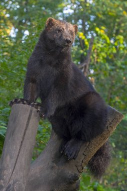 Avrupa wolverine (Gulo gulo gulo) ormanda