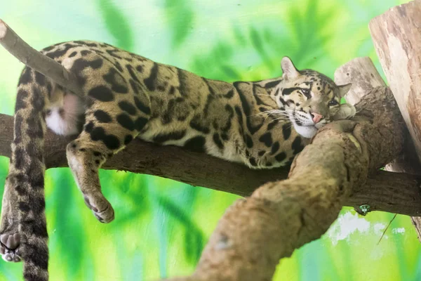 Clouded leopard (Neofelis nebulosa) is on a tree