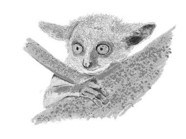 Senegal bushbaby (Galago senegalensis) çizim