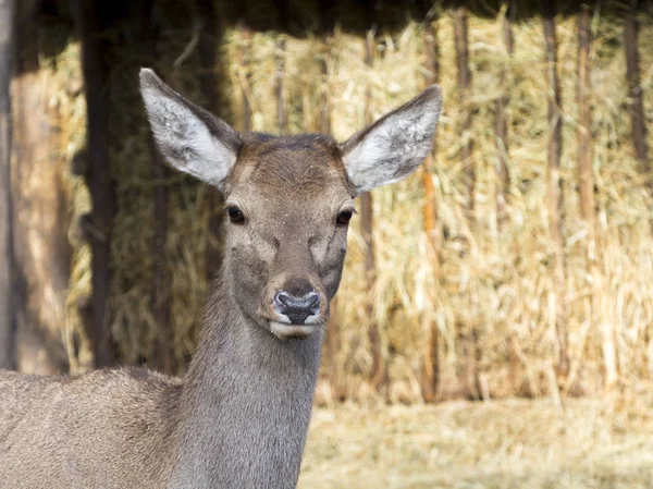 Europees rood Dee — Stockfoto