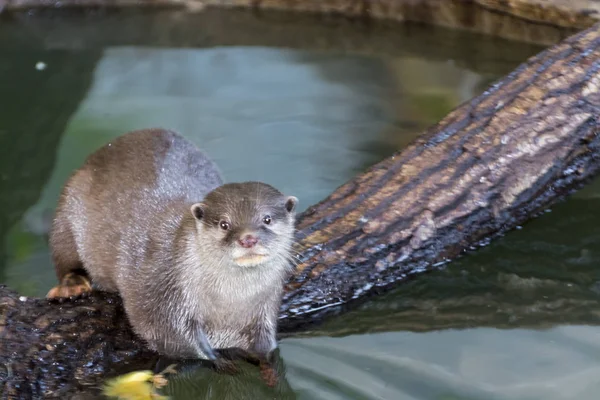 Nutria asiática de pequeñas garras —  Fotos de Stock