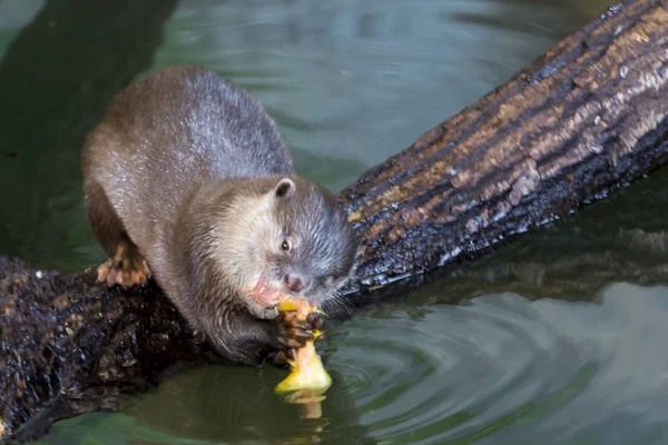 Aziatische kleine otter met klauwen — Stockfoto
