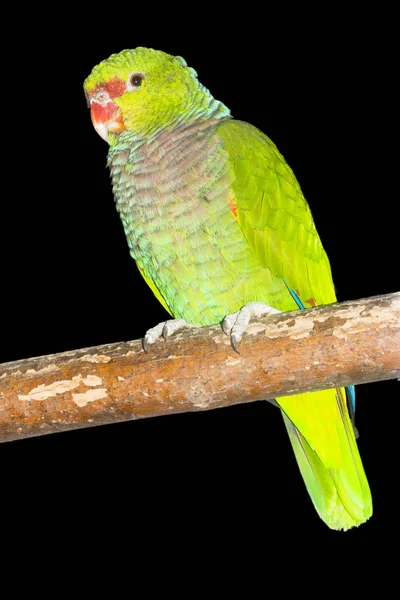 Papagaio-da-amazônia de peito-vináceo — Fotografia de Stock